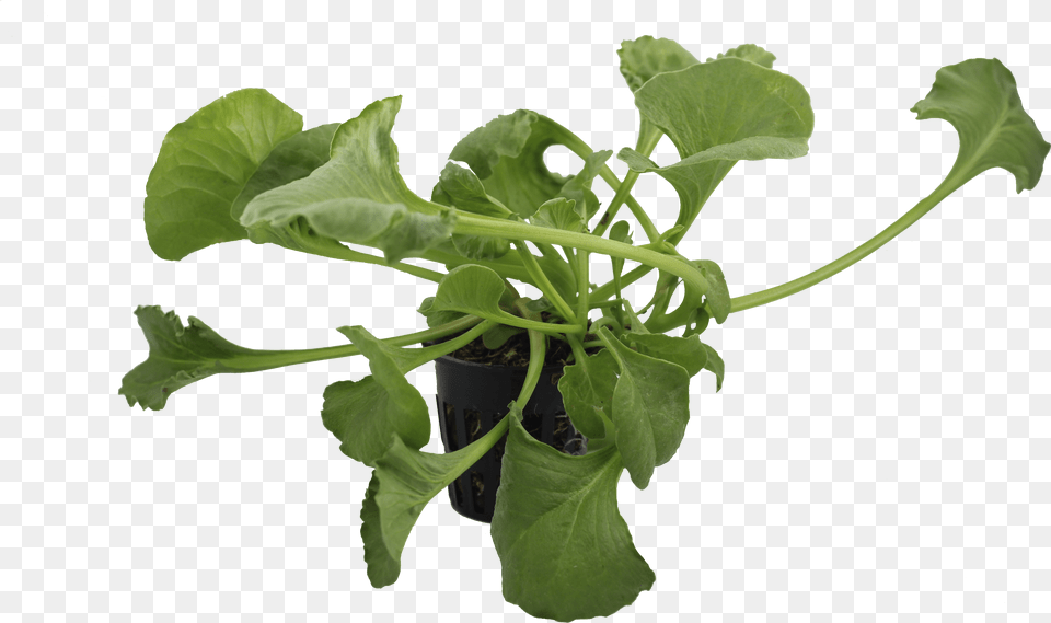 Spinach Arugula, Plant, Food, Leaf, Leafy Green Vegetable Png Image