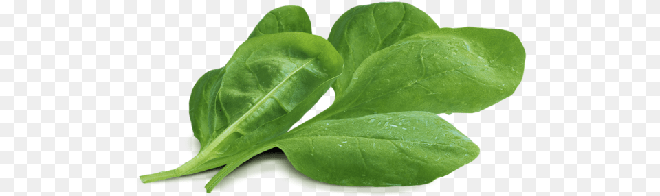 Spinach Baby Spinach, Food, Leafy Green Vegetable, Plant, Produce Free Transparent Png