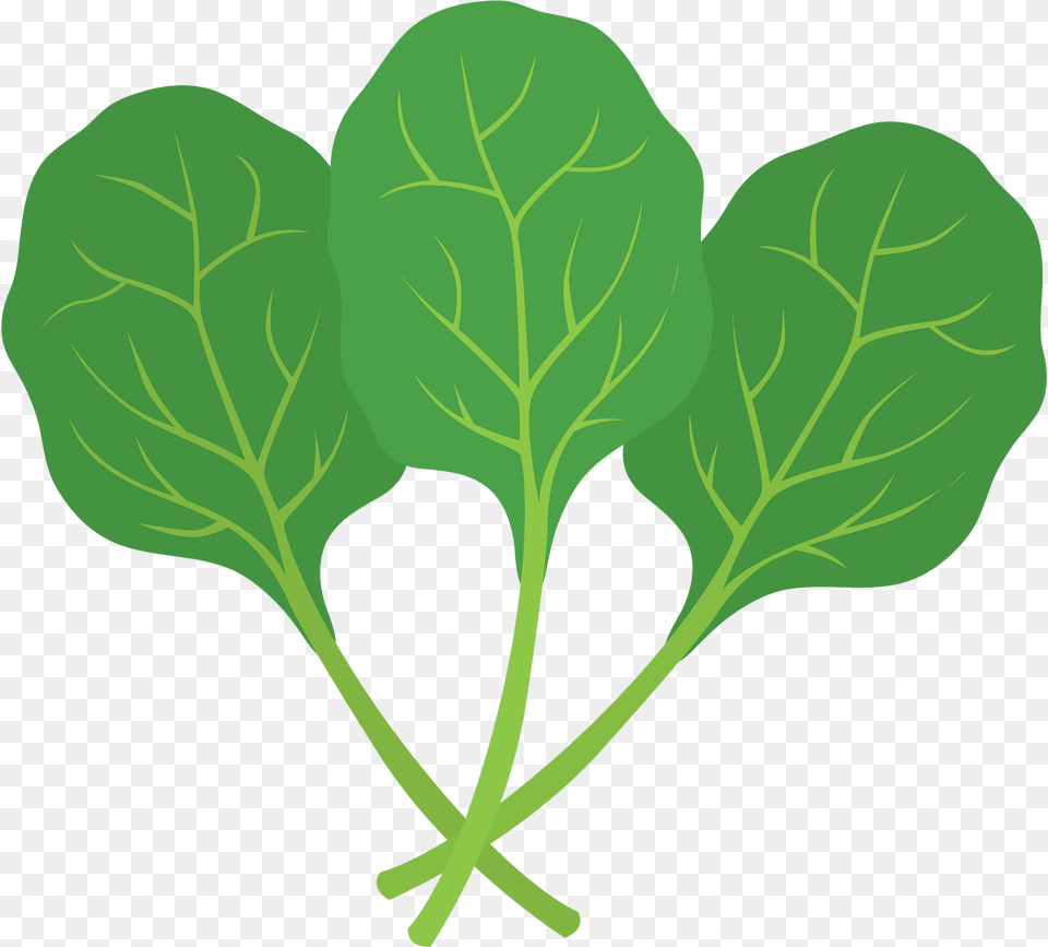Spinach Clipart, Leaf, Plant, Food, Leafy Green Vegetable Free Png