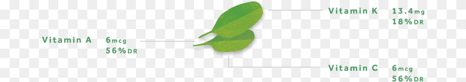 Spinach Headernew02 02 Tree, Leaf, Plant Free Transparent Png