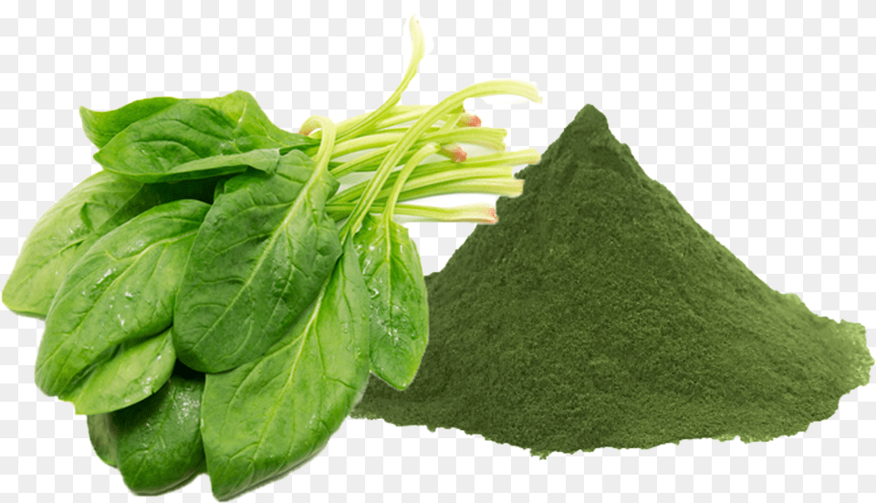 Spinach Leaf Free Png