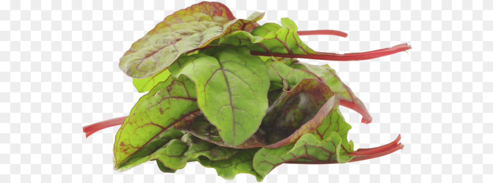 Spinach Leaf, Plant, Food, Leafy Green Vegetable, Produce Png Image
