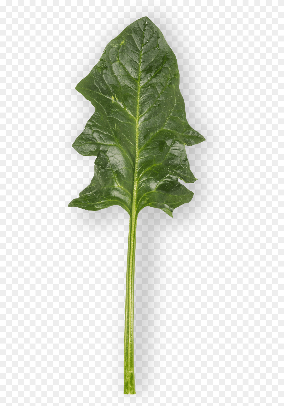 Spinach Leaf, Plant Free Transparent Png