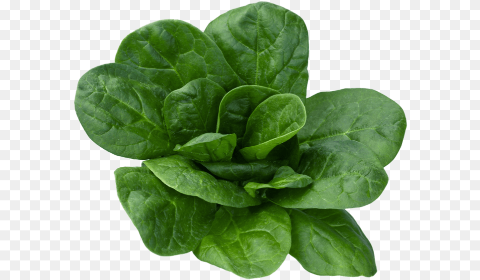 Spinach Leaf, Food, Plant, Produce, Leafy Green Vegetable Png Image