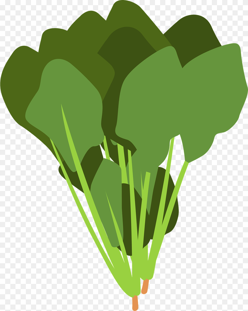 Spinach Leaves Clipart, Food, Produce, Leafy Green Vegetable, Plant Free Transparent Png