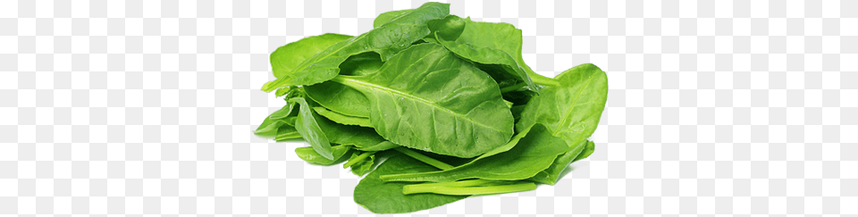 Spinach Powder Organic 5 Lbs, Food, Produce, Leafy Green Vegetable, Plant Free Transparent Png