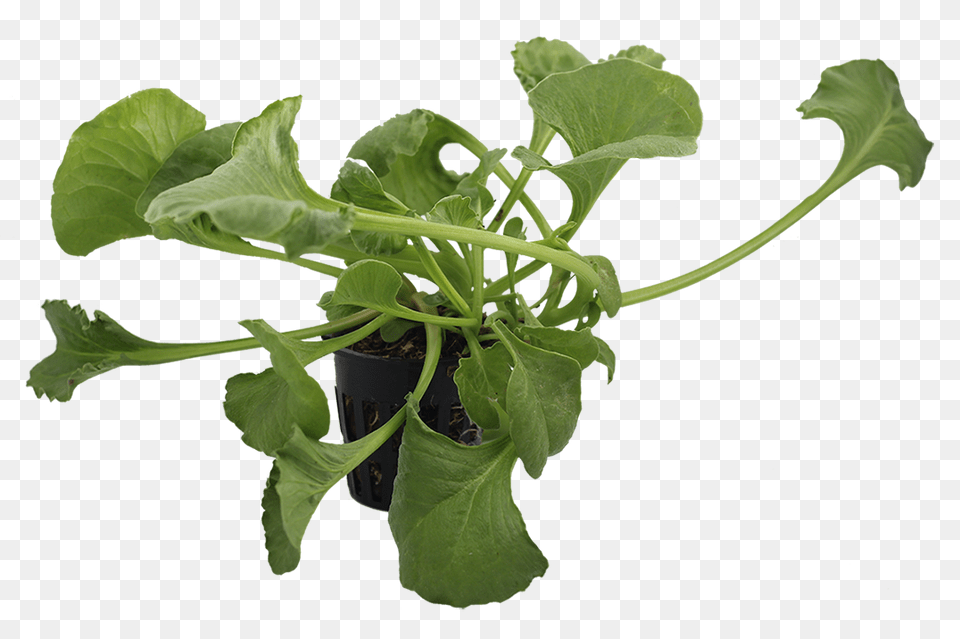 Spinach Small Citygreens, Leaf, Plant, Food, Produce Free Png