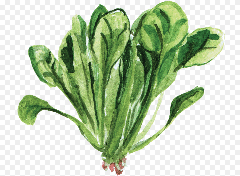 Spinach Spinach Watercolor, Leaf, Plant, Food, Lettuce Free Png Download