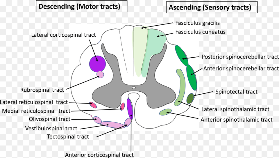 Spinal Cord Anatomy Location Of Ascending And Descending Spinal Cord Anatomy, Smoke Pipe, Ct Scan Free Png Download