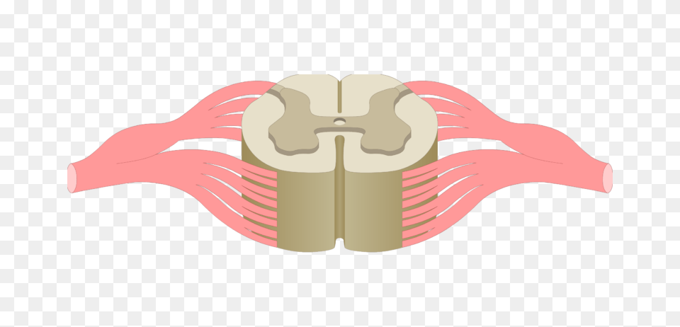 Spinal Cord Gray Matter Anatomy, Weapon Png Image