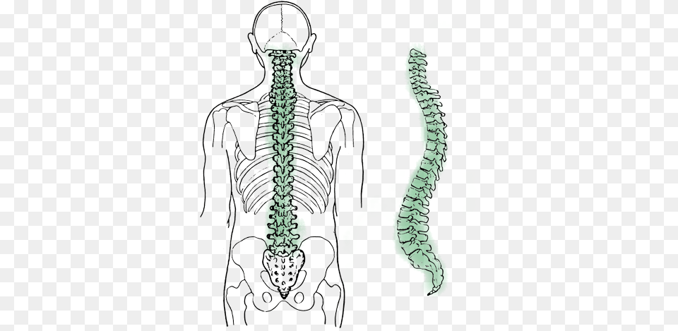 Spinal Cord In Sanskrit Is Called, Adult, Male, Man, Person Png