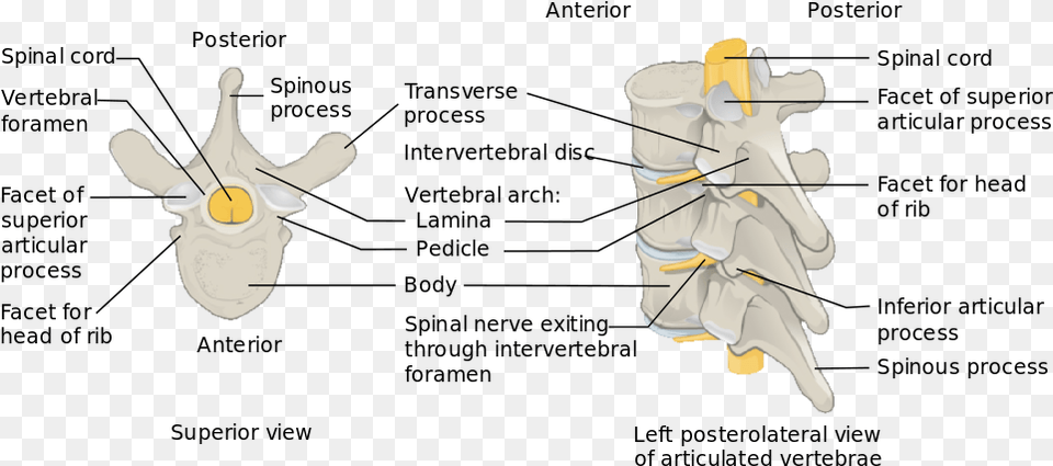 Spinal Cord Levels Centrum In Vertebral Column, Ct Scan Free Png Download