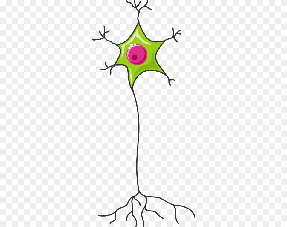 Spinal Cord Section, Leaf, Plant, Pattern, Animal Free Transparent Png