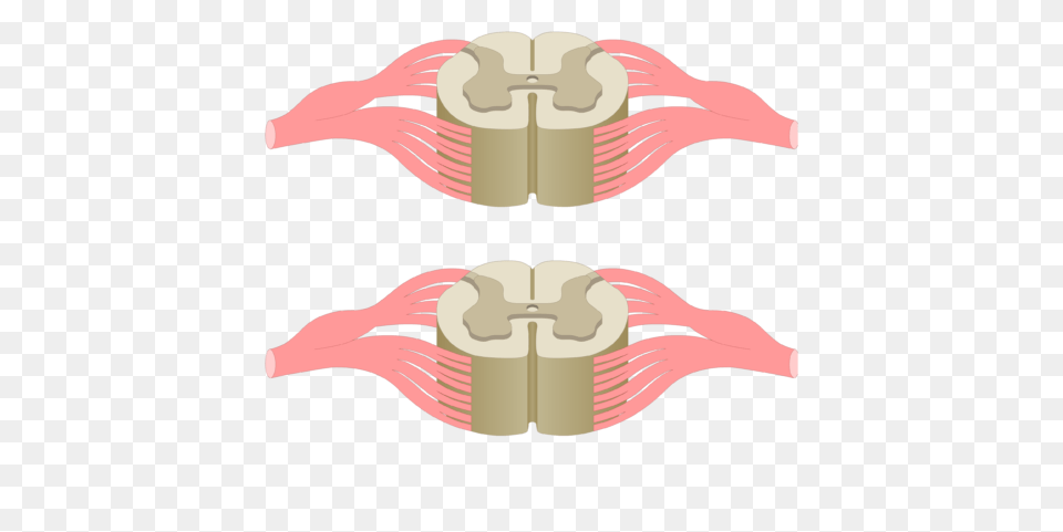 Spinal Cord Segments, Weapon Free Transparent Png