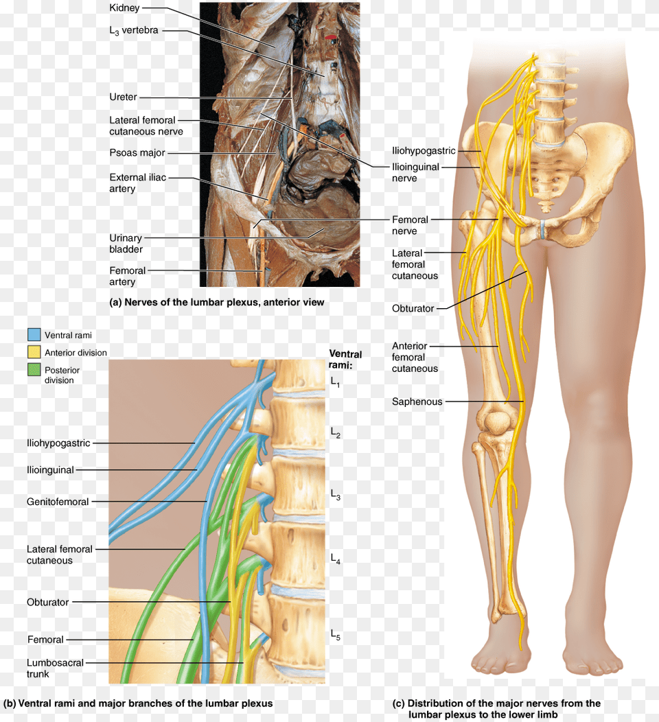 Spinal Nerves Anatomy, Adult, Chart, Female, Person Png Image