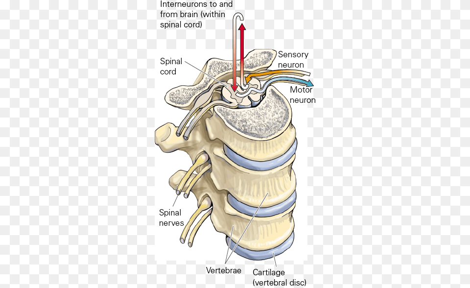 Spinal Nerves And Vertebrae Illustration Free Png Download