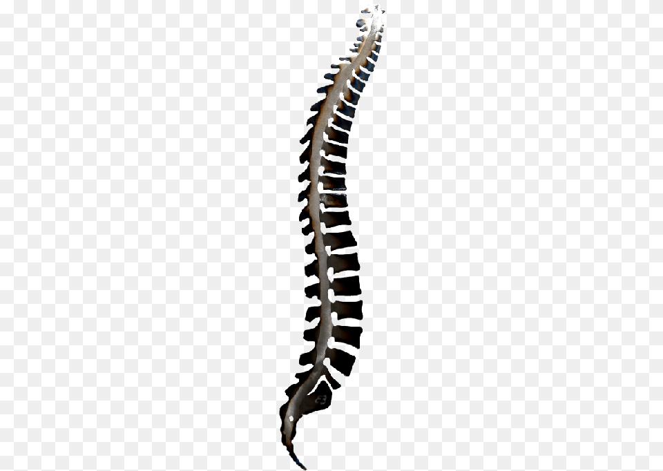 Spinal Wall Art Spine Art, Animal, Invertebrate, Worm Free Png Download
