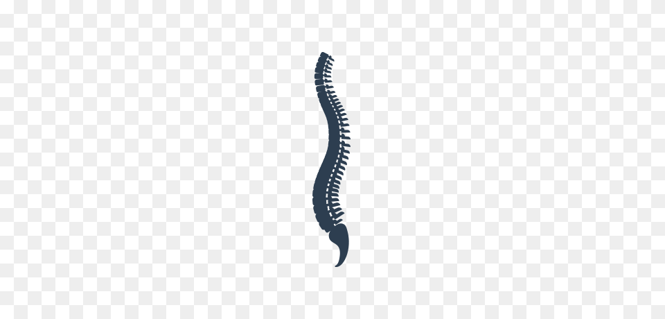 Spine Png