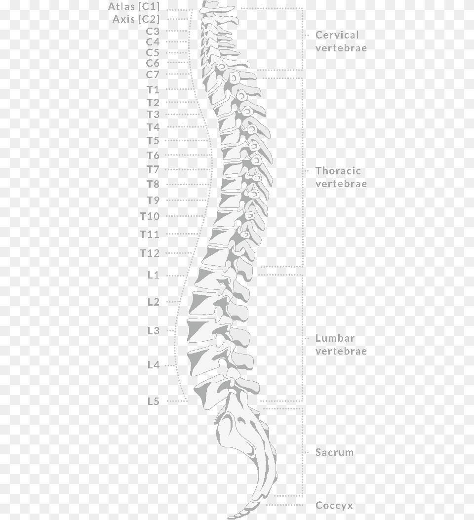 Spine, Ct Scan, Person Free Png Download