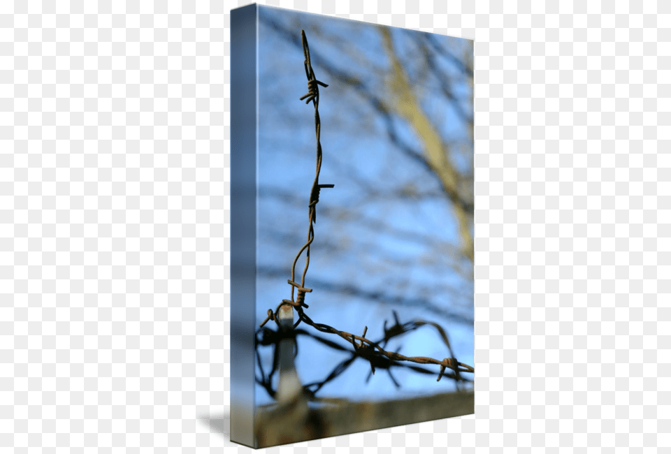 Spine Barbed Wire Barbed Wire, Barbed Wire Free Png Download