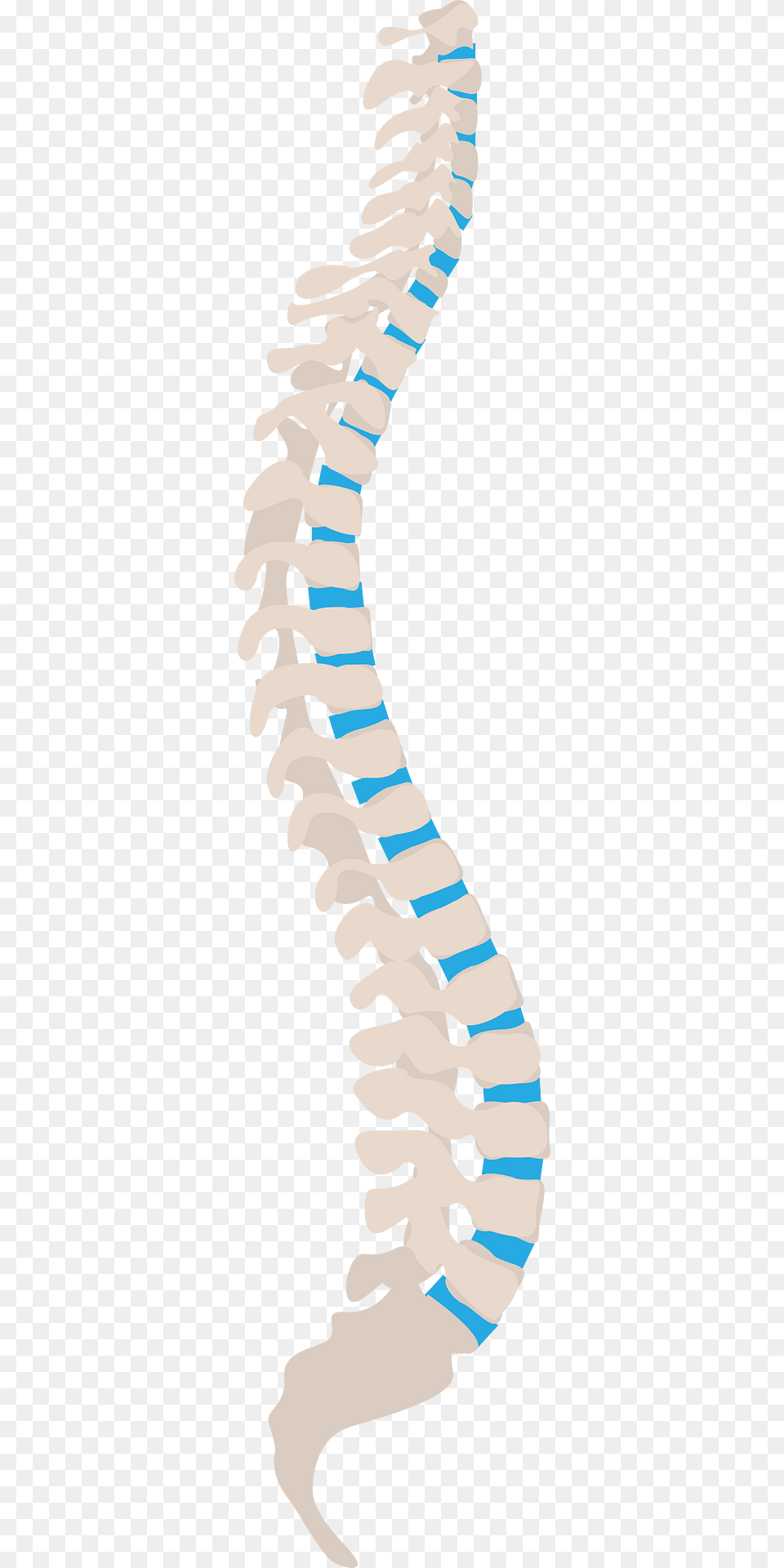 Spine Clipart, Nature, Outdoors, Sea, Water Png Image