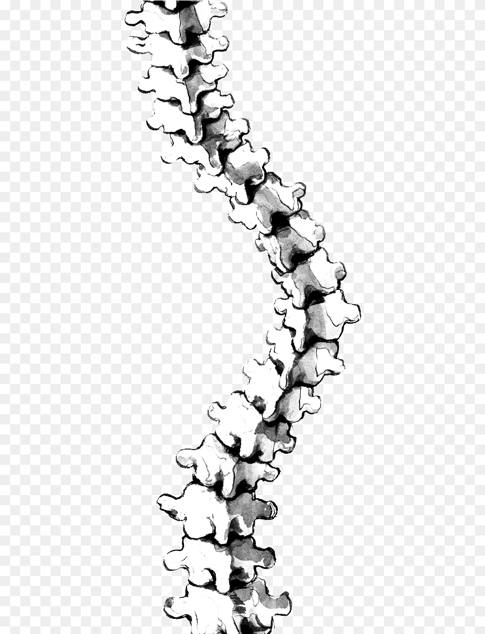 Spine Clipart Scoliosis Clipart, Art, Collage Png