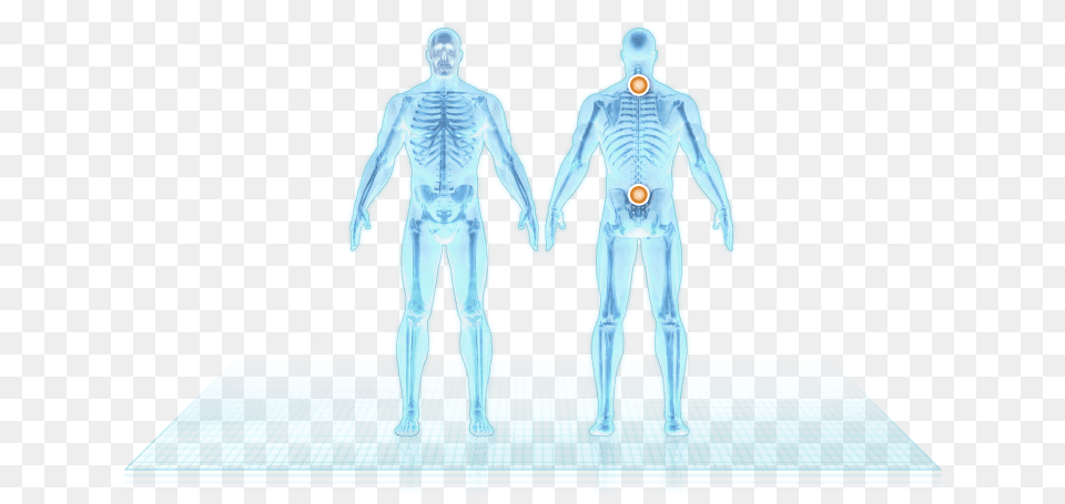 Spine Skeleton, Adult, Male, Man, Person Png Image