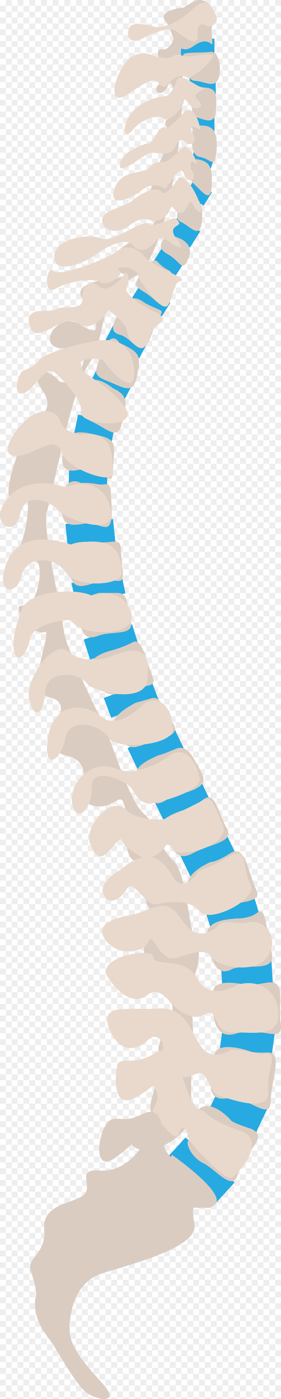 Spine Tips For Health Workers Line Of Gravity Spine, Water, Outdoors, Nature, Baby Free Png