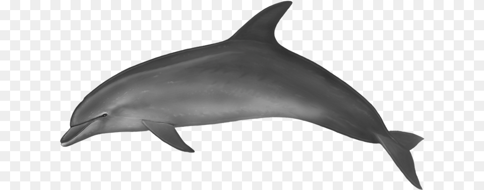 Spinner Dolphin Clipart Dolphin With No Background, Animal, Mammal, Sea Life, Fish Png