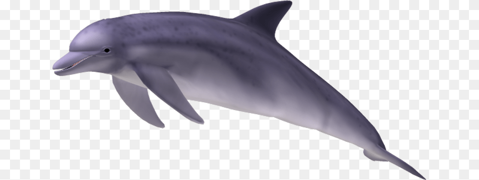 Spinner Dolphin Clipart Purple Dolphin, Animal, Mammal, Sea Life, Fish Free Png Download