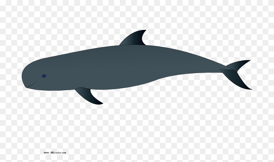 Spinner Dolphin Clipart Transparent Wholphin, Animal, Sea Life, Fish, Shark Png
