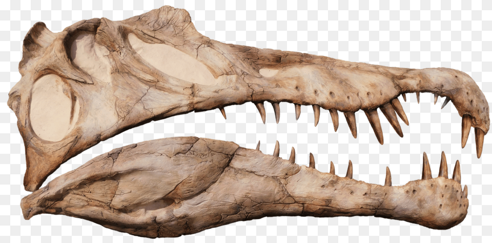 Spinosaurus Aegyptiacus Life Sized Half Skull Wall Mount Replica Skull, Animal, Dinosaur, Reptile Free Transparent Png