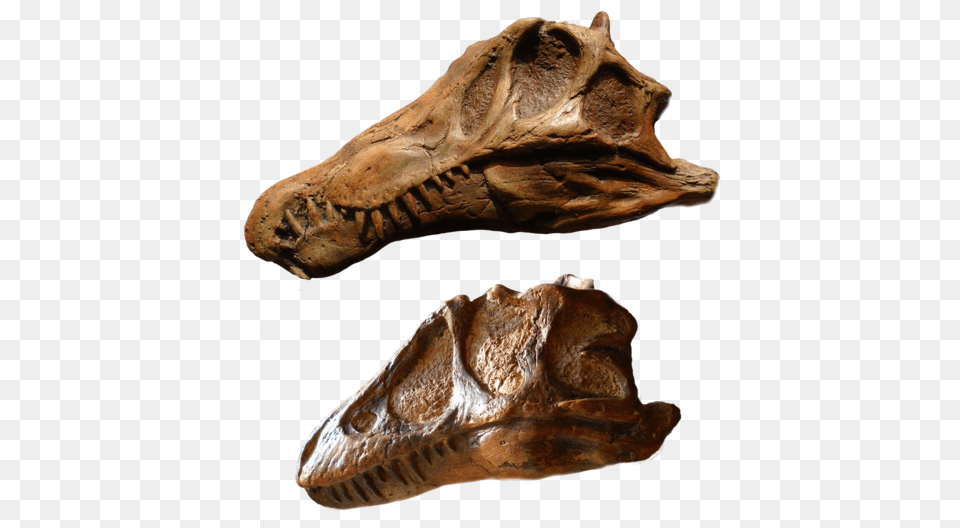 Spinosaurus And T Rex Skull Set From The Prehistoric Tyrannosaurus Juveniles Skulls, Animal, Dinosaur, Reptile Png Image