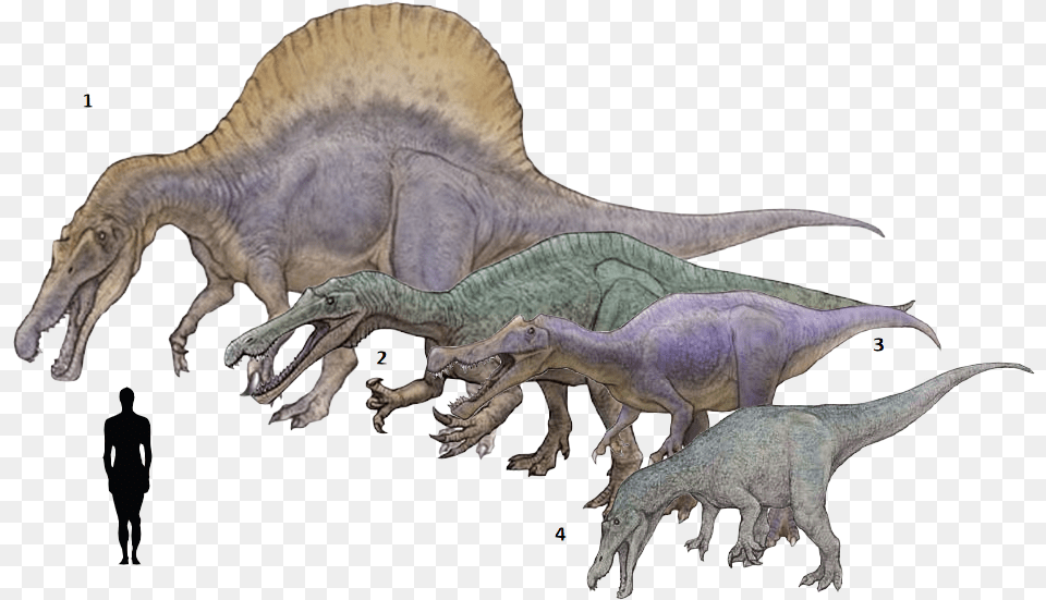 Spinosaurus Drawing Godzilla Suchomimus Baryonyx Spinosaurus, Animal, Dinosaur, Reptile, T-rex Free Png