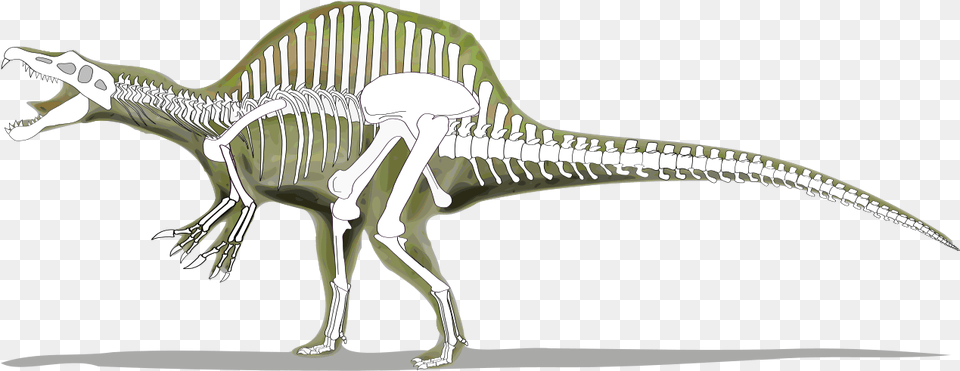 Spinosaurus Skeleton Vs Trex, Animal, Dinosaur, Reptile Free Png Download