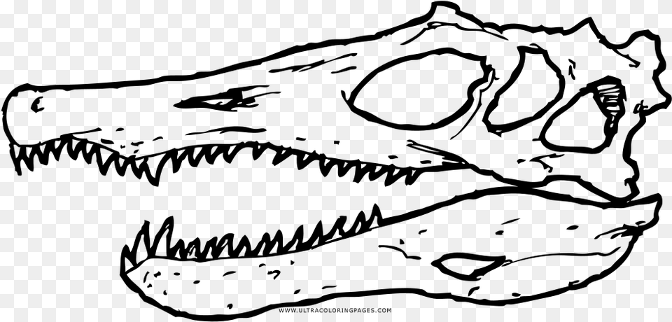 Spinosaurus Skull Coloring Page, Gray Free Png
