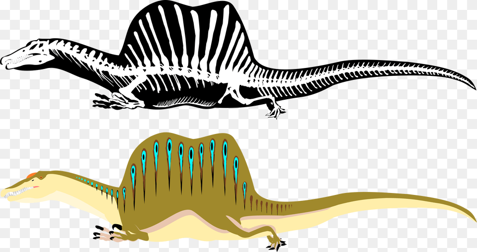 Spinosaurus Slide Skeleton By Michell Vall, Animal, Dinosaur, Reptile Png Image