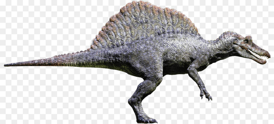 Spinosaurus Spinosaurus Jurassic Park, Animal, Dinosaur, Reptile, T-rex Free Transparent Png