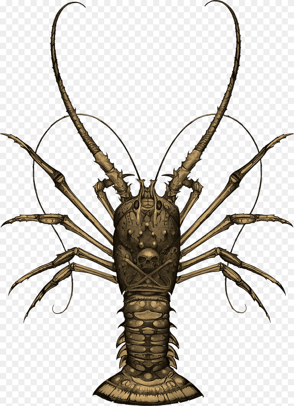 Spiny Lobster, Food, Seafood, Animal, Sea Life Free Png Download