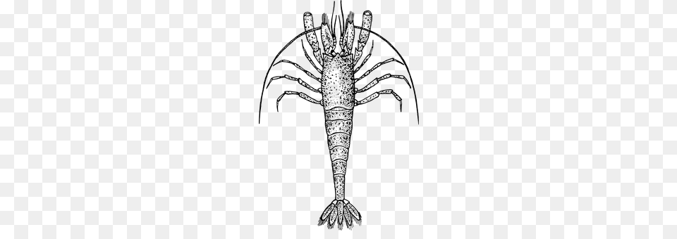 Spiny Lobster Gray Free Transparent Png