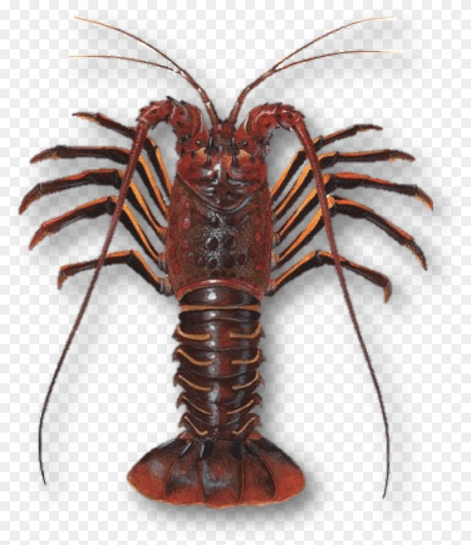Spiny Lobster, Animal, Food, Invertebrate, Sea Life Free Transparent Png