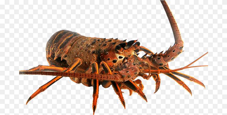 Spiny Lobster California Spiny Lobster, Animal, Food, Invertebrate, Sea Life Png Image