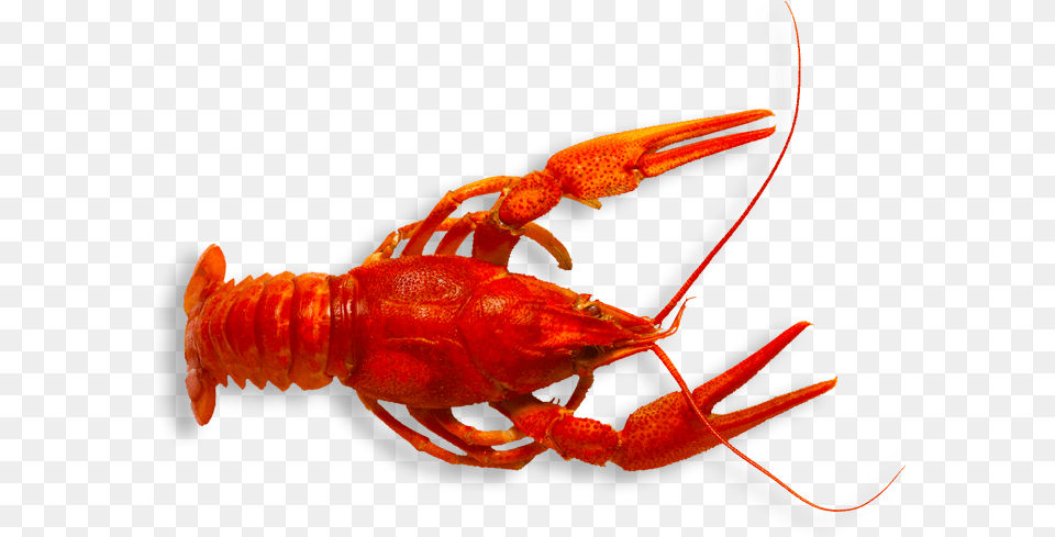 Spiny Lobster Crawfish, Animal, Food, Invertebrate, Sea Life Png Image