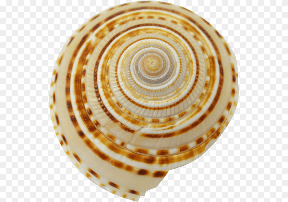 Spiral, Animal, Sea Life, Invertebrate, Seashell Png Image