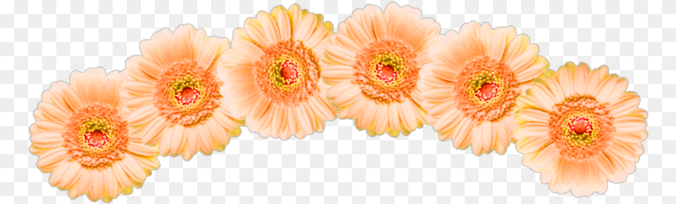 Spiral Aesthetic Crown Grid Wings Rainbow Barberton Daisy, Flower, Flower Arrangement, Petal, Plant Free Png