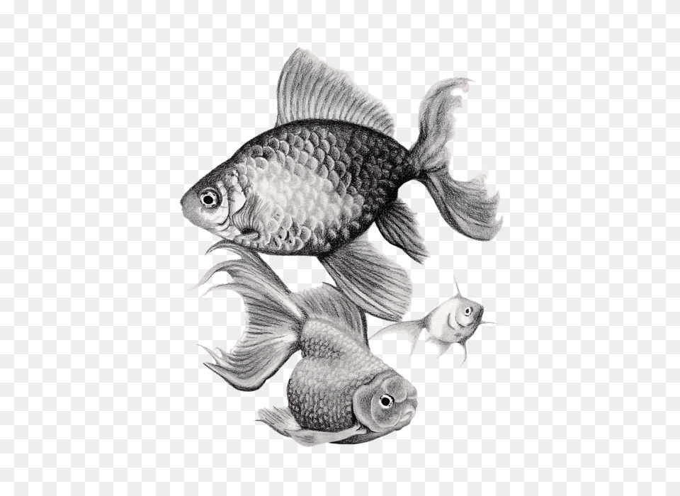 Spiral Notebook For Library Realistic Gold Fish Drawing, Animal, Sea Life, Aquatic, Water Png