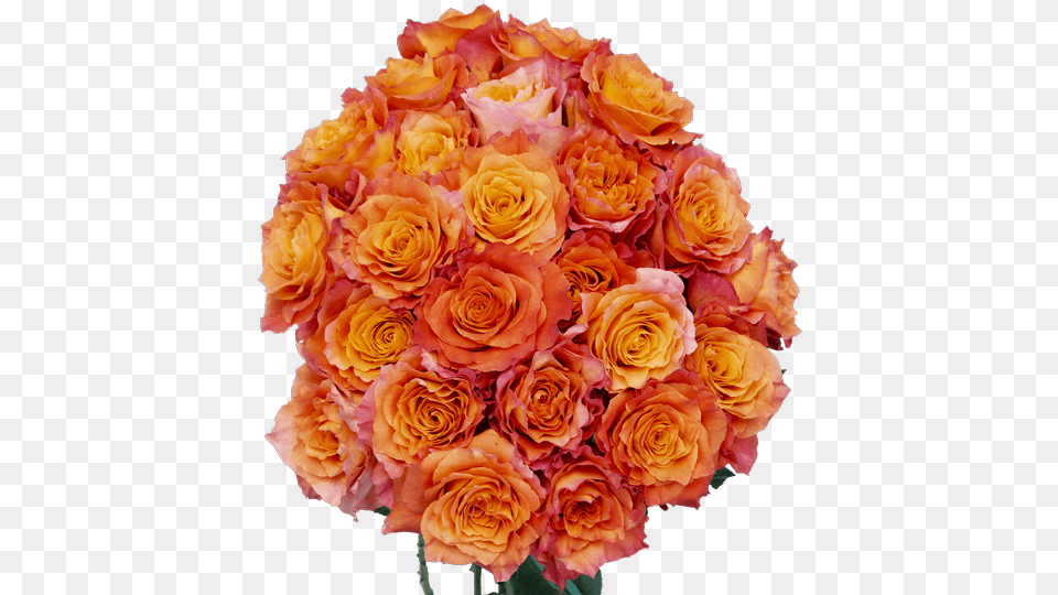 Spirit Orange Rose 40cm Royeru0027s Flowers And Gifts Flower, Flower Arrangement, Flower Bouquet, Plant, Art Free Transparent Png