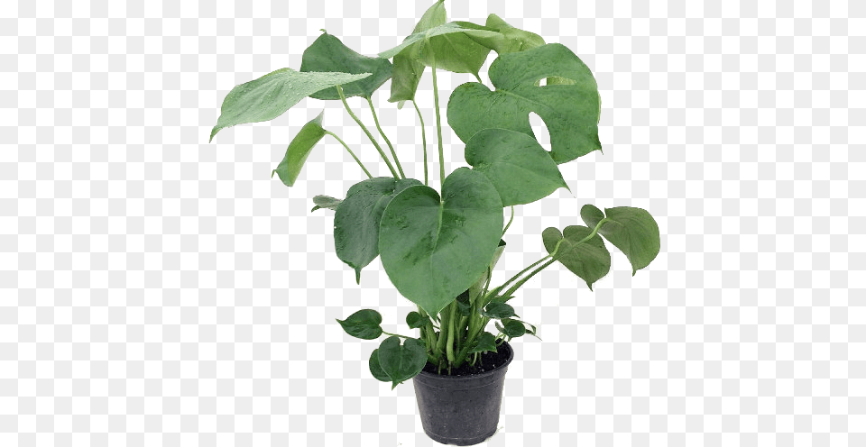 Split Leaf Philodendron 6quot Pot Philodendron, Plant, Potted Plant, Flower, Tree Free Png Download