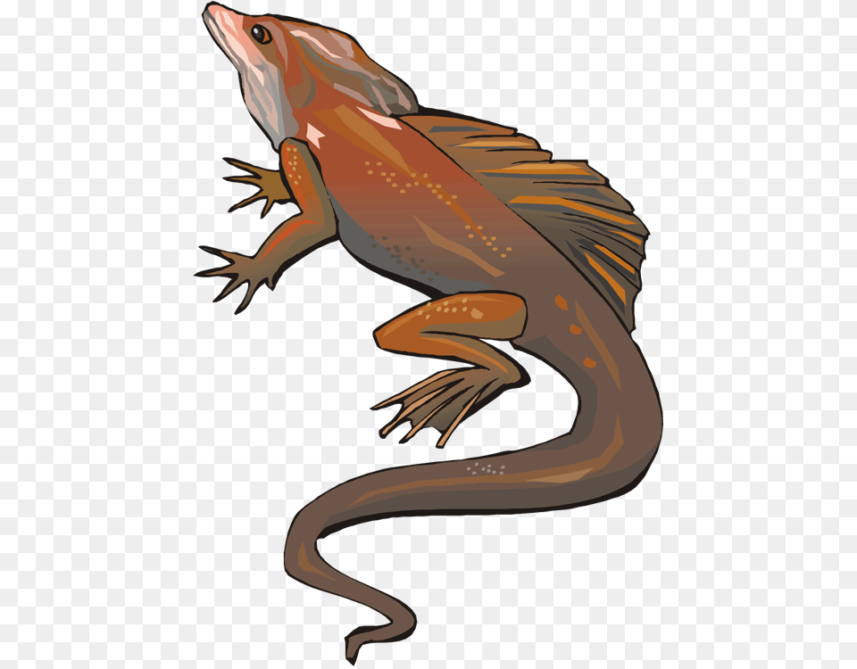 Split Tongue Lizard, Animal, Person, Iguana, Reptile Png Image