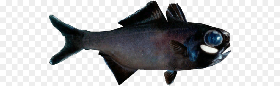 Splitfin Flashlight Fish European Pollock, Animal, Sea Life, Shark, Herring Free Png